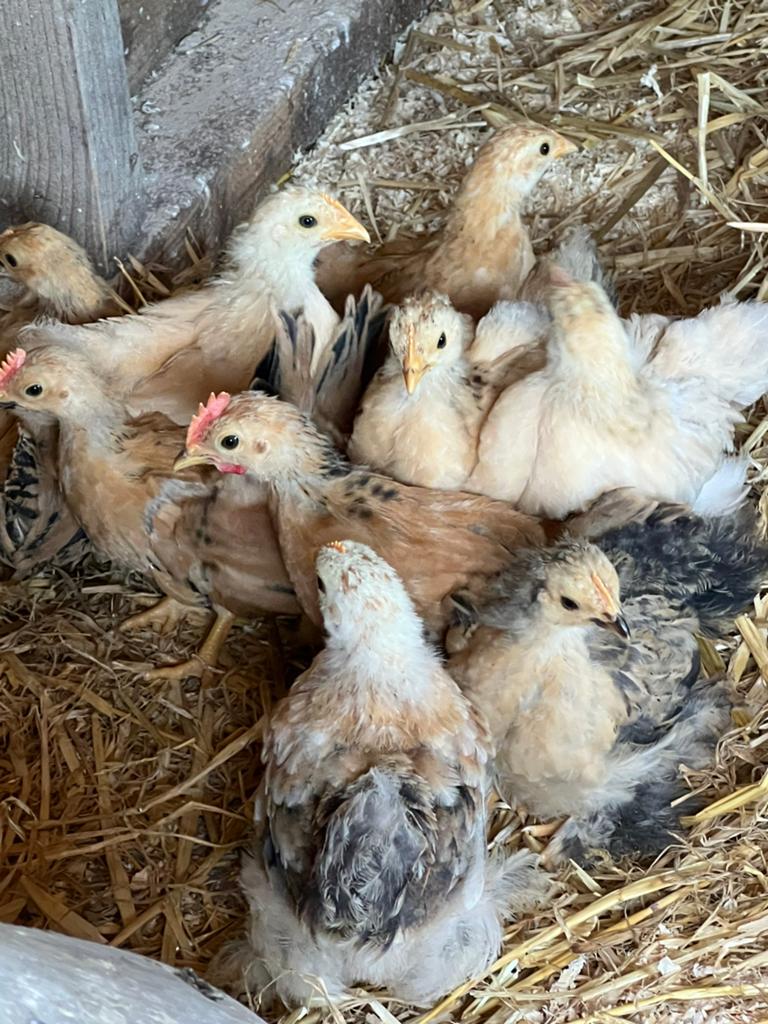 Gratis kriel haantjes, Dieren en Toebehoren