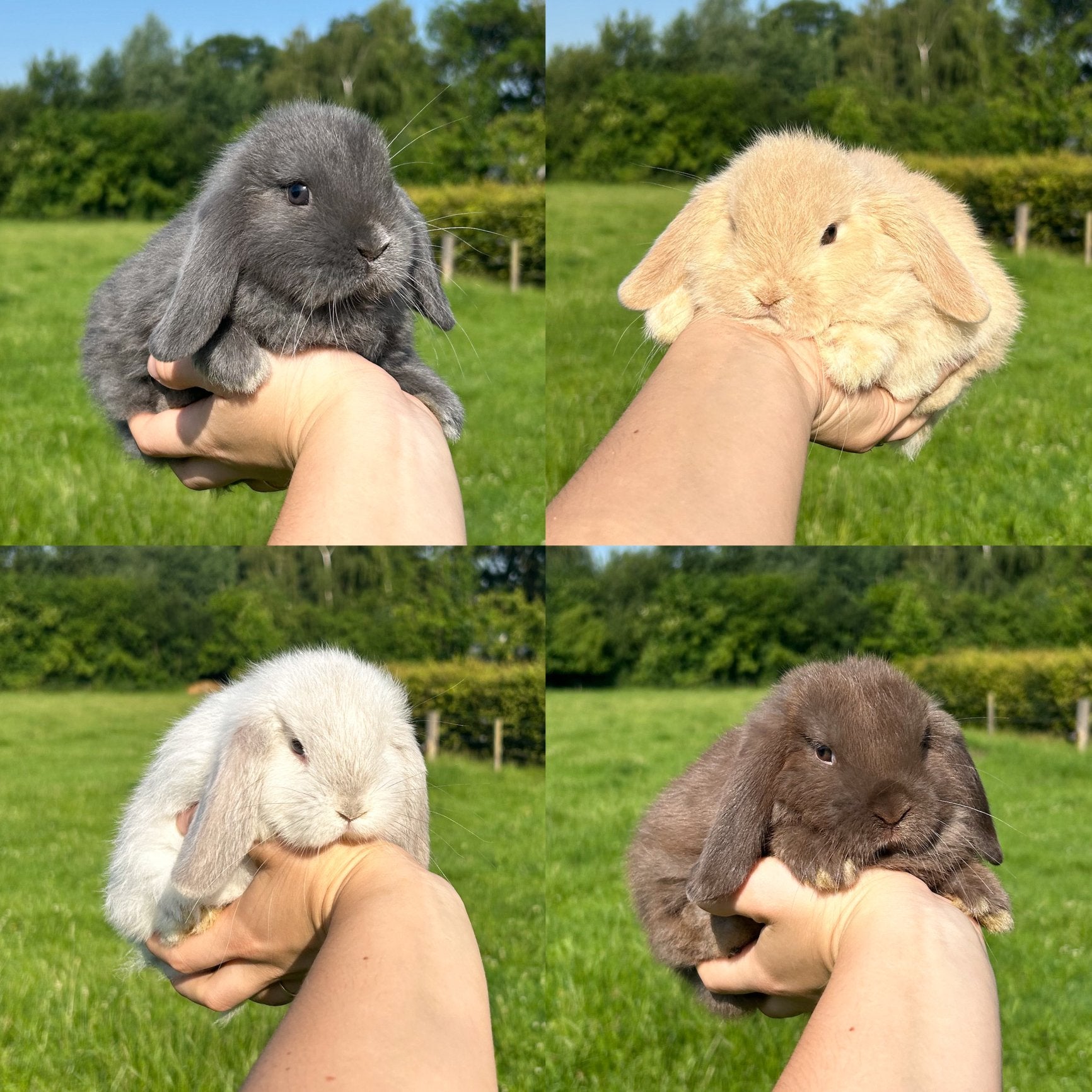 De liefste jonge konijntjes! (Minilop NHD), Dieren en Toebehoren, Konijnen, Meerdere dieren, Dwerg, Hangoor, 0 tot 2 jaar