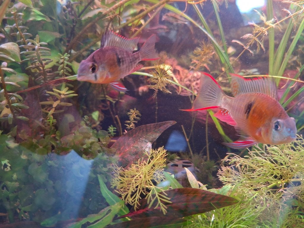 Mikrogeophagus altispinosus/bolivian ram, Vis, Zoetwatervis