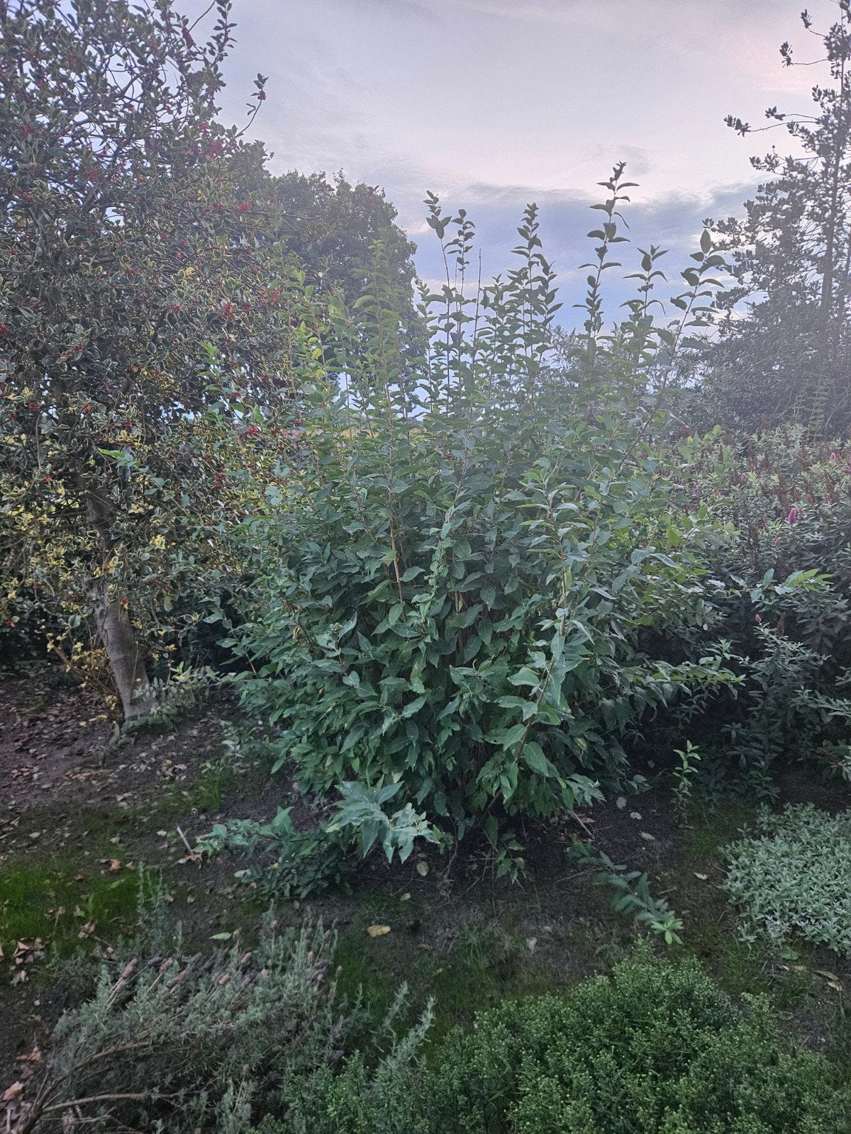 Boerenjasmijn struik, Ophalen, Overige soorten, Struik, 100 tot 250 cm