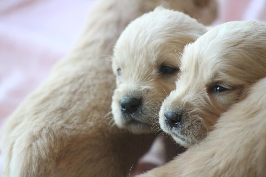 Mooie Golden Retriever pups, Dieren en Toebehoren, Golden retriever, België, Fokker | Hobbymatig, 8 tot 15 weken
