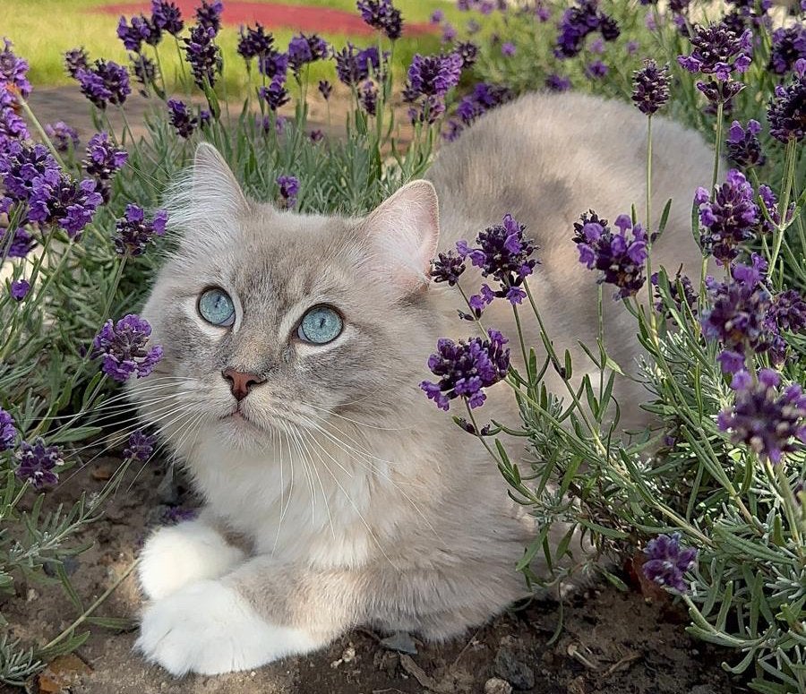 Ragdoll te koop, Kater, Met stamboom, 0 tot 2 jaar