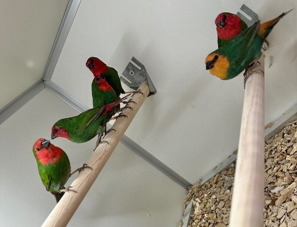 Roodkop papegaaiamadine, Meerdere dieren