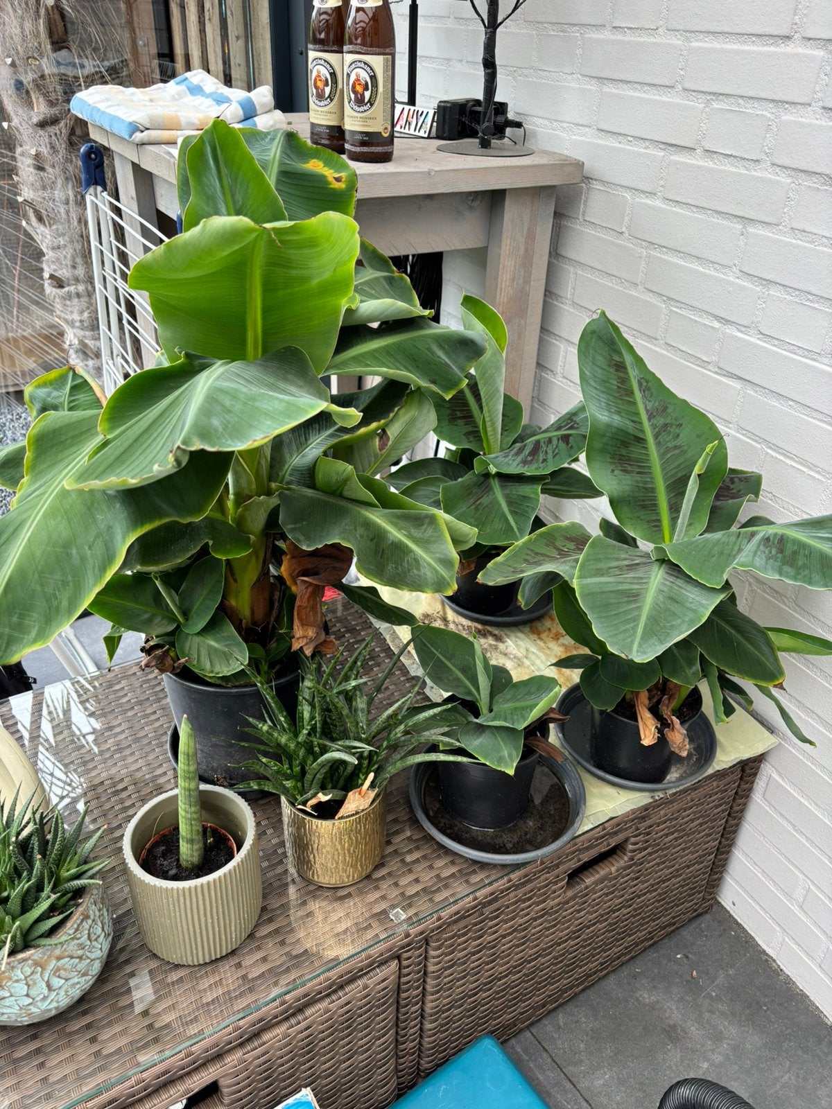 Musa dwarf/ tropicaca binnen of serre, Ophalen, Halfschaduw, Minder dan 100 cm