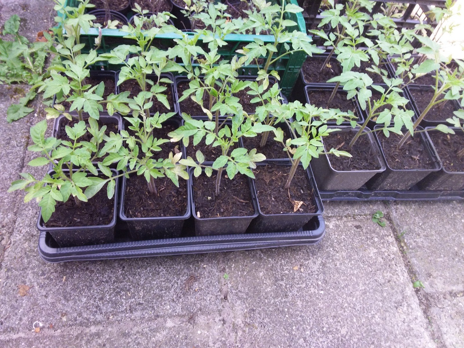 Vlees Tomatenplanten - Kweek je eigen heerlijke tomaten!, Tuin en Terras, Planten | Tuinplanten, Ophalen, Volle zon, Groenteplanten