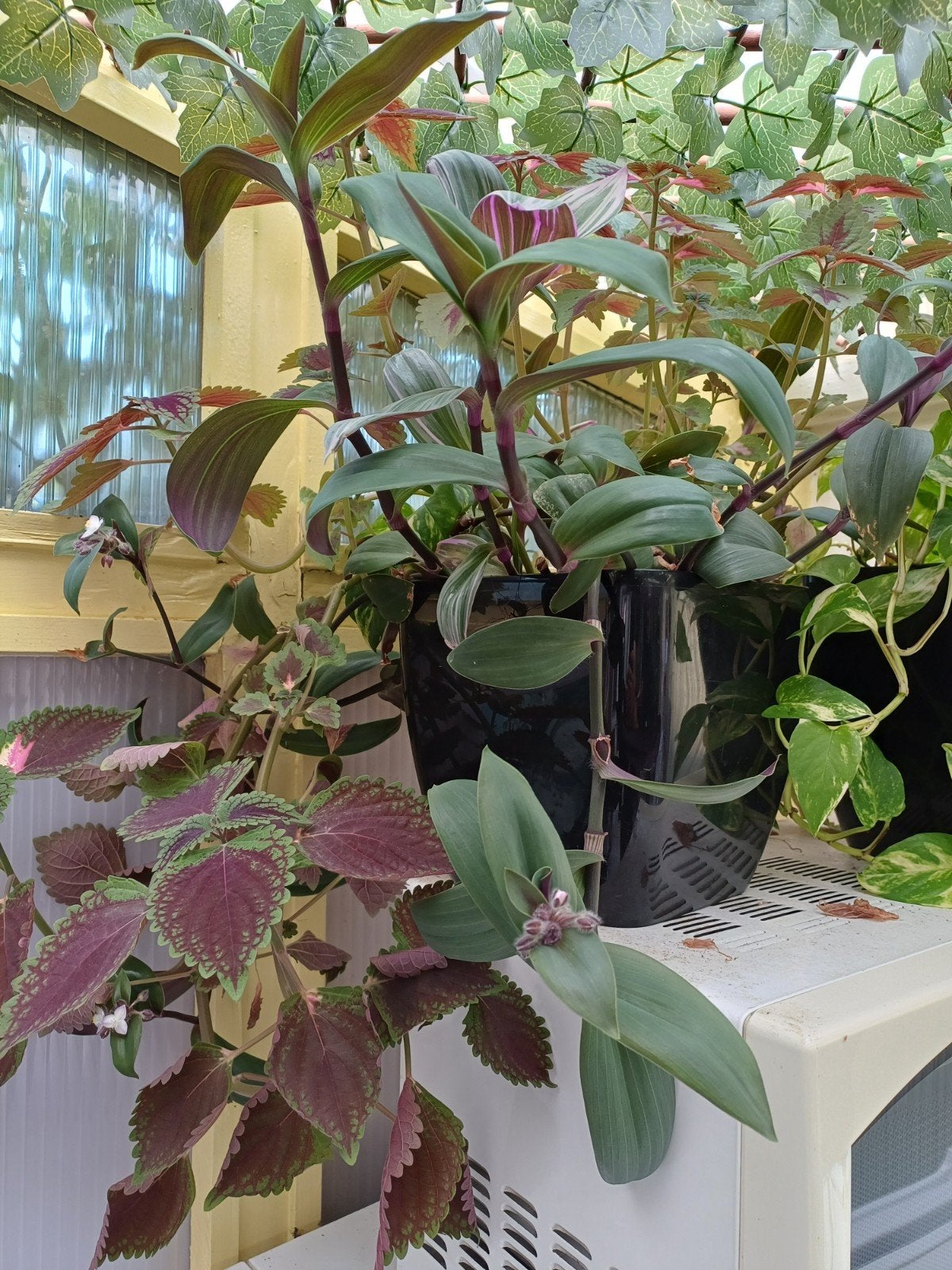Tradescantia Zebrina in pot, Huis en Inrichting, Ophalen, Overige soorten, Halfschaduw, In pot