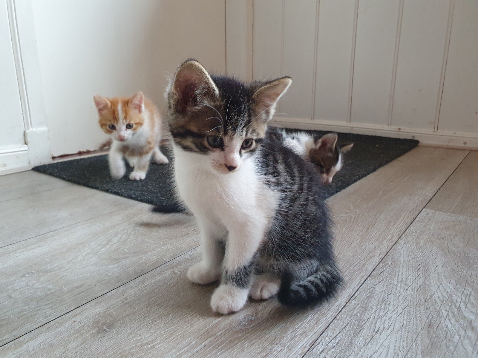Tamme boerderijkittens / katers / poesjes / tijger/zwartwit, Dieren en Toebehoren, Meerdere dieren, Kortharig, 0 tot 2 jaar