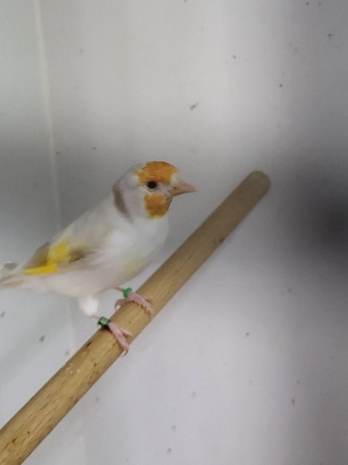 majoor  putter  pop 2026, Dieren en Toebehoren, Vrouwelijk, Wildzangvogel