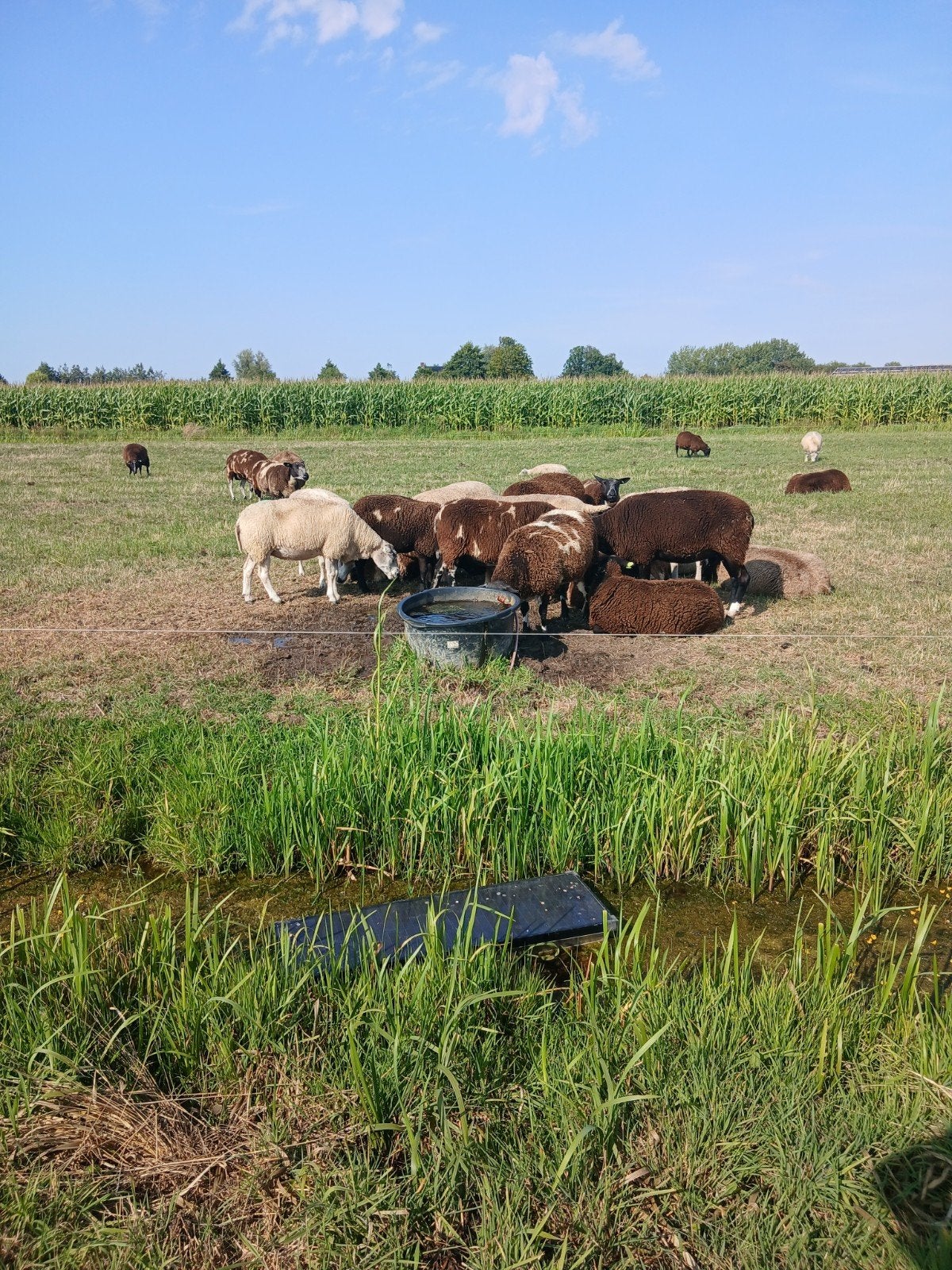 Fokschapen, Dieren en Toebehoren, Schapen, Geiten en Varkens, Meerdere dieren, Schaap