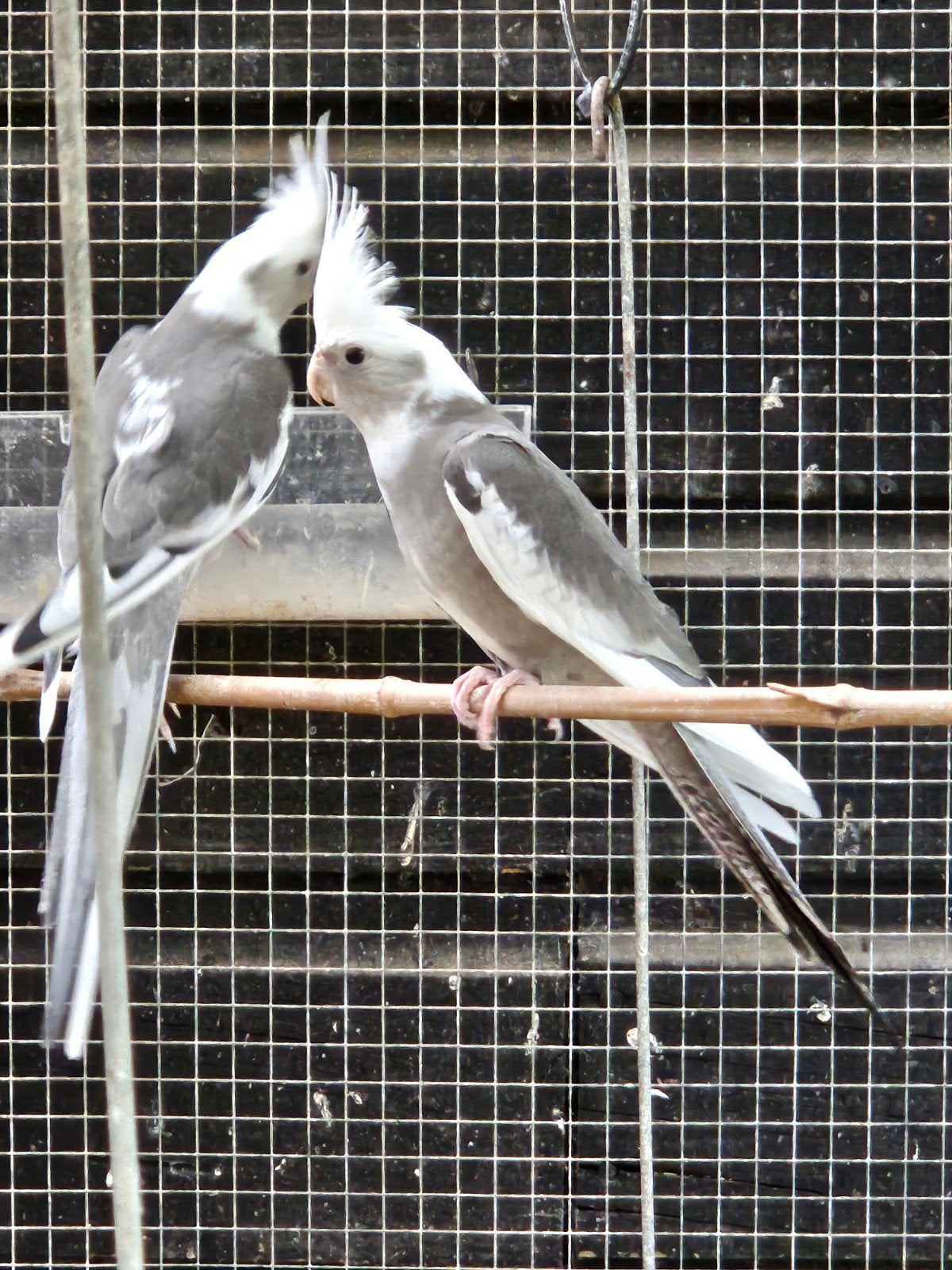 3 jonge valkparkieten, Dieren en Toebehoren, Meerdere dieren, Parkiet