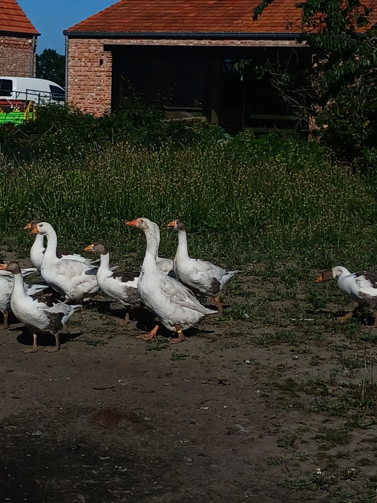 Koppel WITTE boereganzen, Dieren en Toebehoren, Pluimvee, Meerdere dieren, Eend