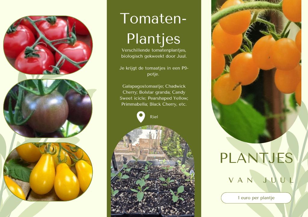 Tomatenplantjes, soorten voor kas en buiten, Tuin en Terras, Overige Tuin en Terras, Ophalen, Nieuw