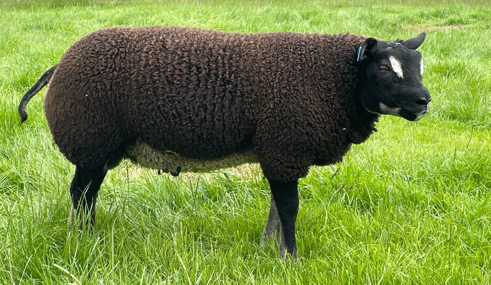 Te koop best ontwikkelde en bespierde dassenkop ramlammeren, Mannelijk, Schaap