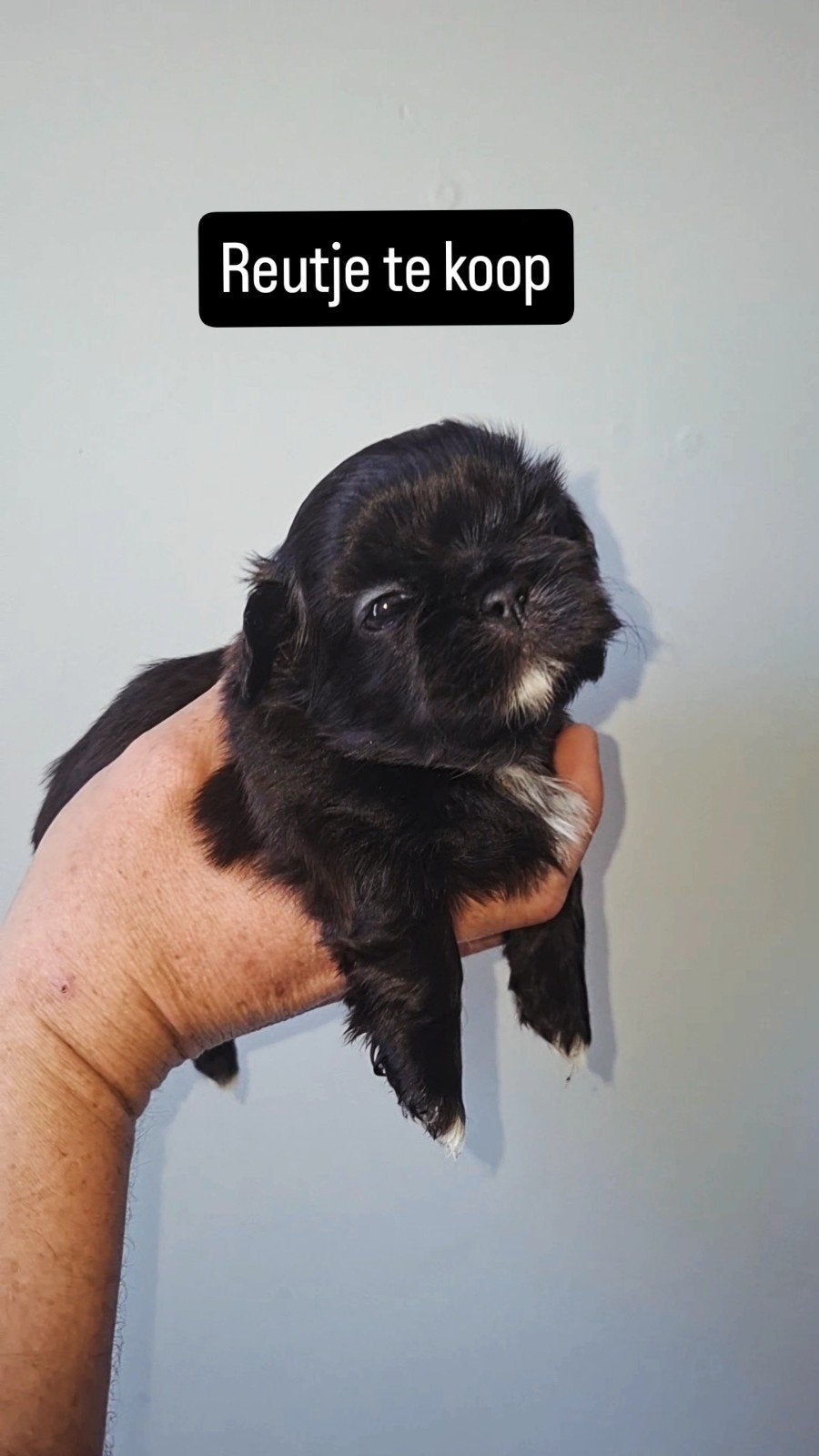 shih tzu pups (mogen over 1 week weg), Parvo, 8 tot 15 weken, Meerdere, Nederland