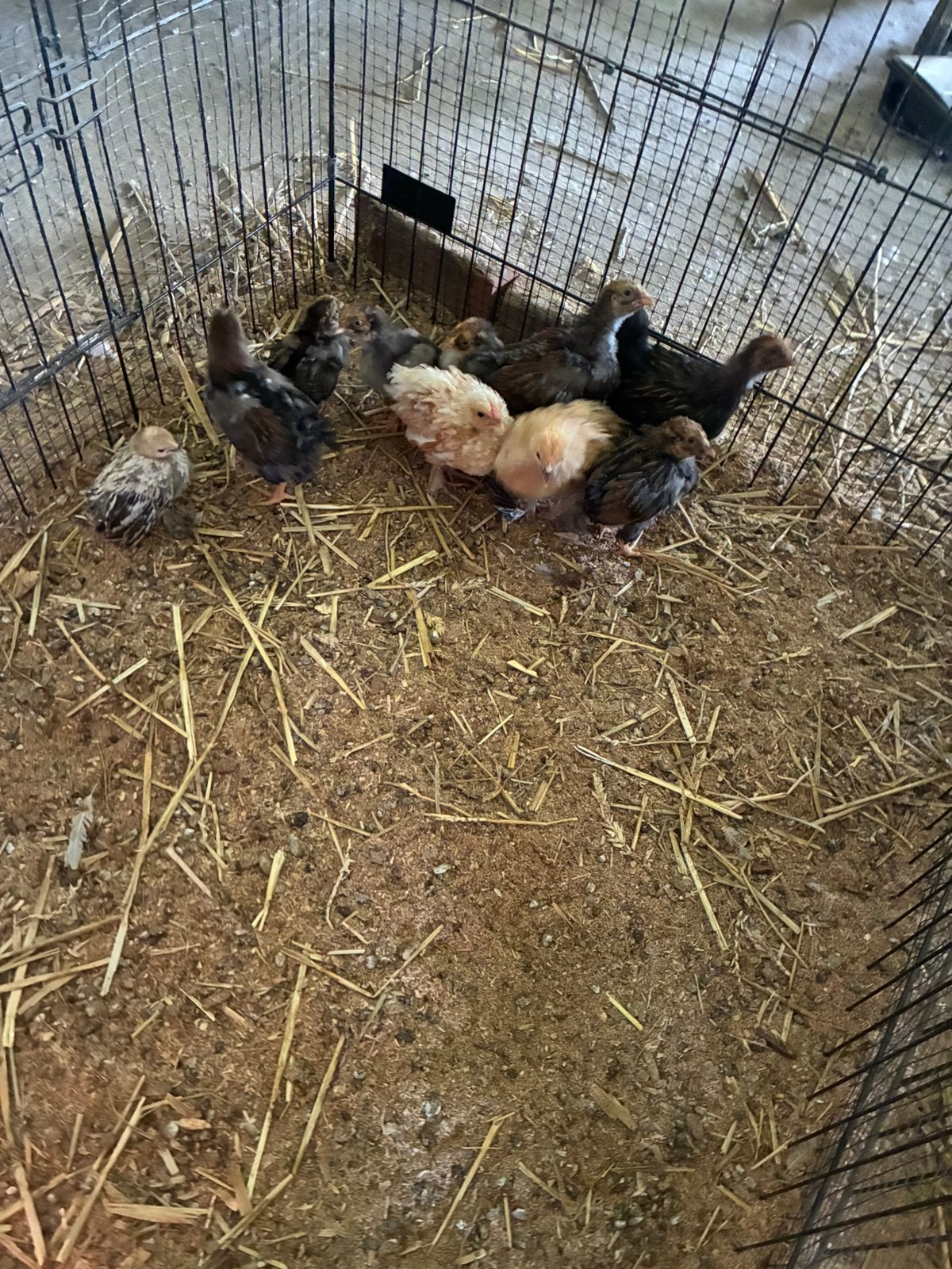 Wyandotte krielkippen kuikens, Dieren en Toebehoren, Pluimvee, Geslacht onbekend, Kip