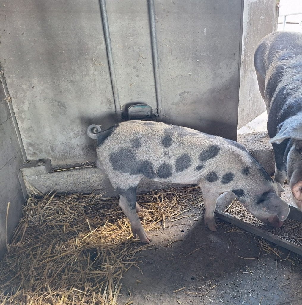 Bonte Bentheimer beer, Mannelijk, Varken, 0 tot 2 jaar