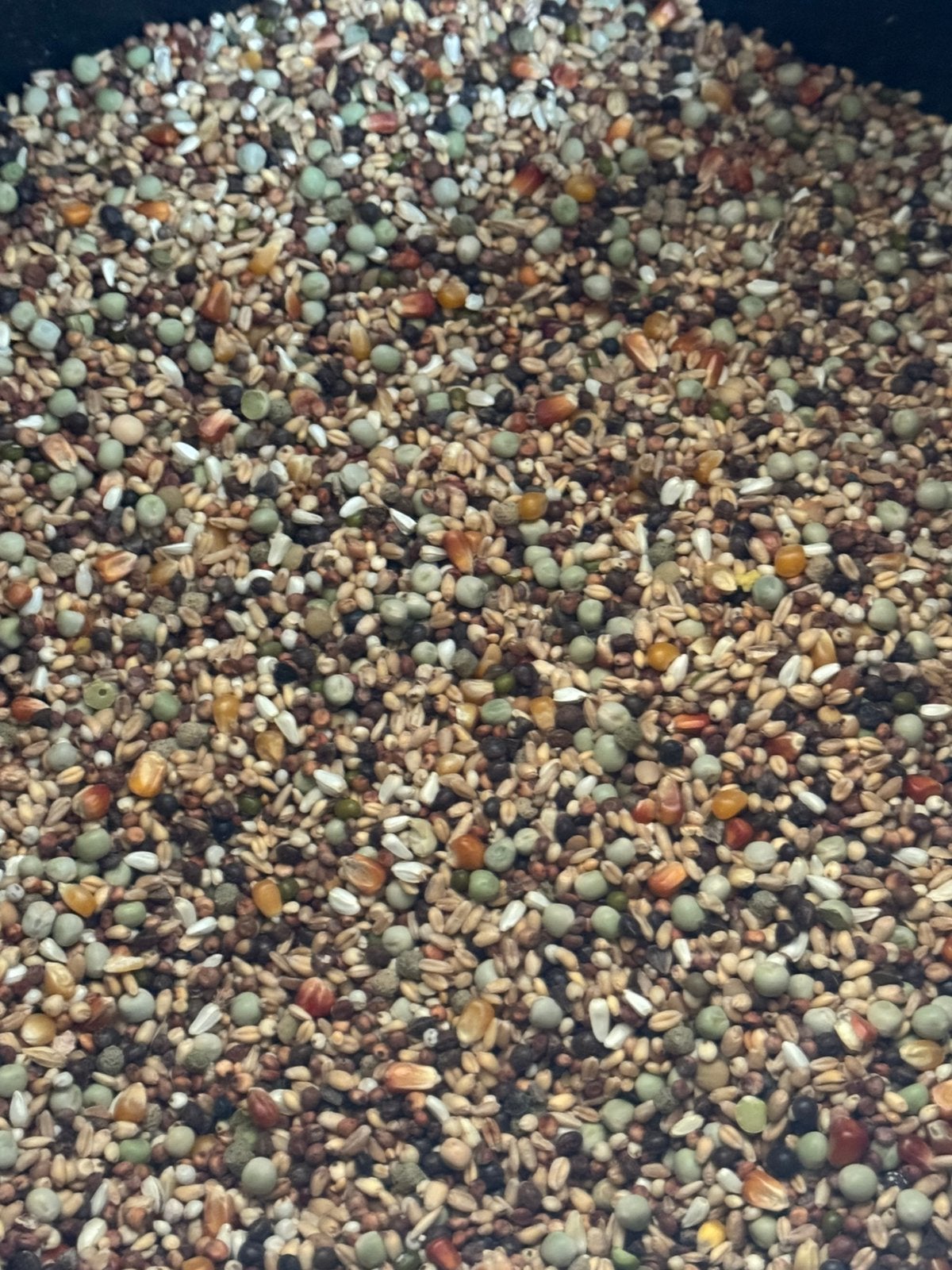 Duivenvoer +- 40 kg, Dieren en Toebehoren, Vogels | Duiven, Meerdere dieren, Postduif