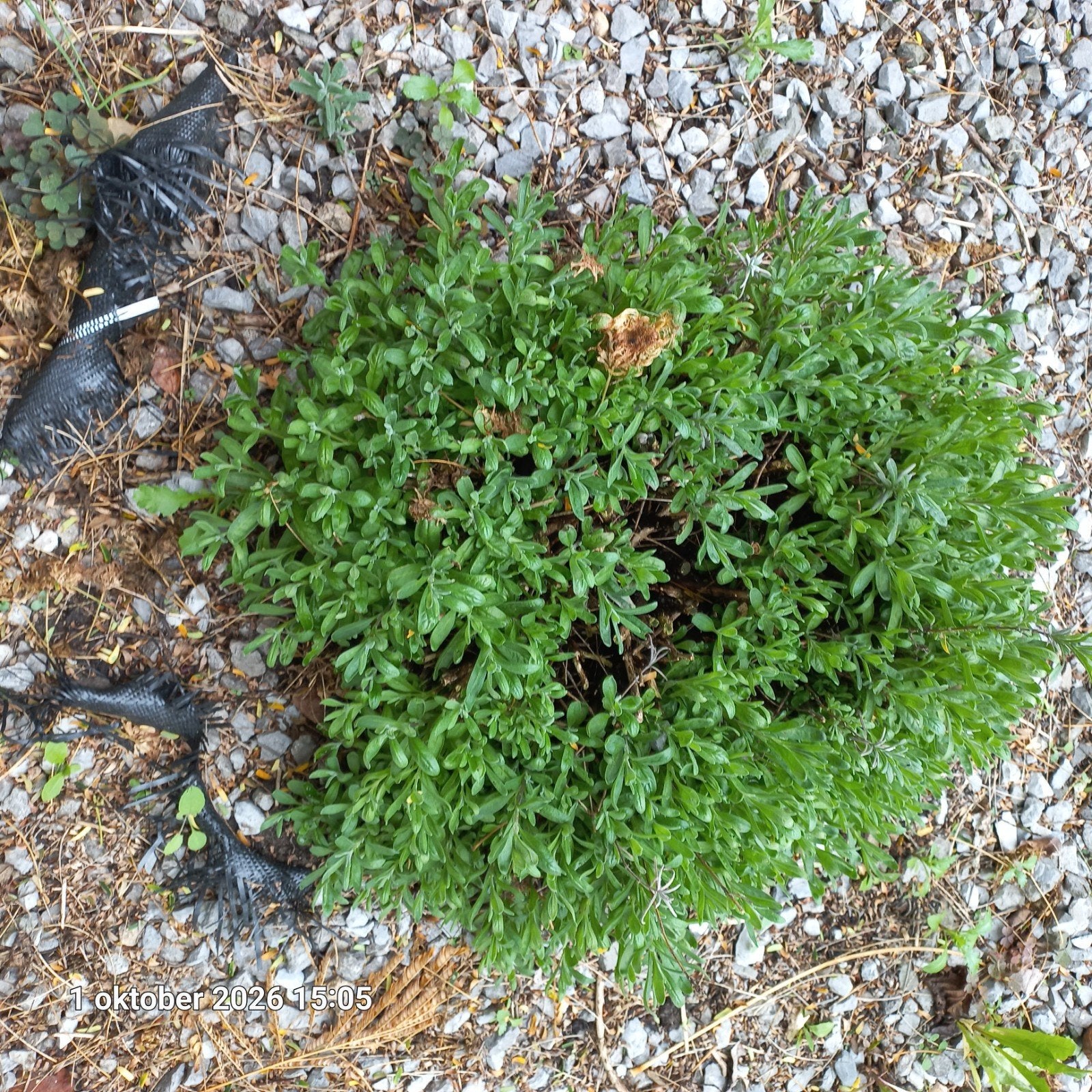 Paarse Lavendelplanten - Geurige en Kleurrijke Aanwinst, Overige soorten, Volle zon, Vaste plant, Ophalen of Verzenden