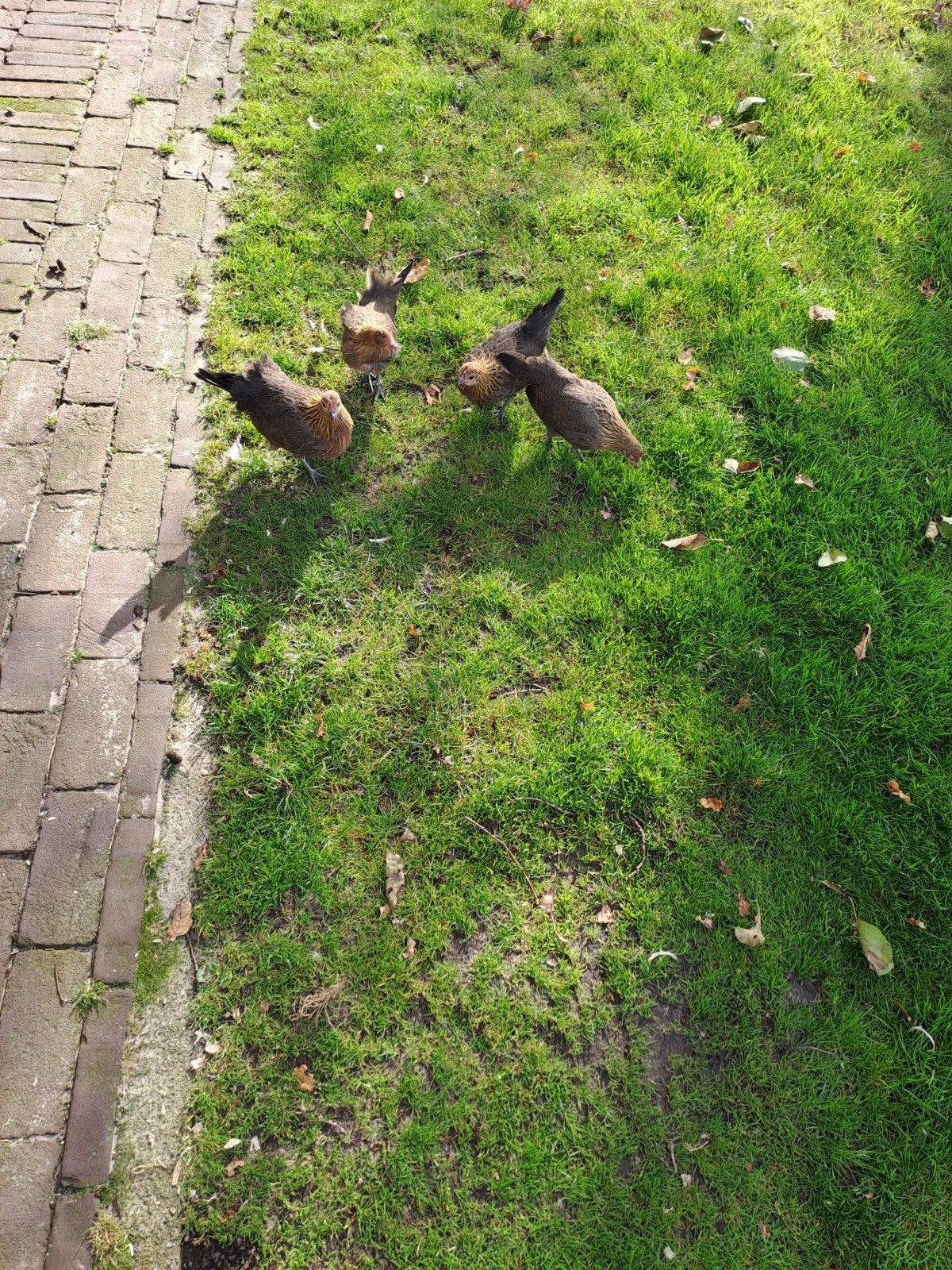 Vier Hollandse kriel hennetjes van goed 3 maand., Dieren en Toebehoren, Vrouwelijk, Kip
