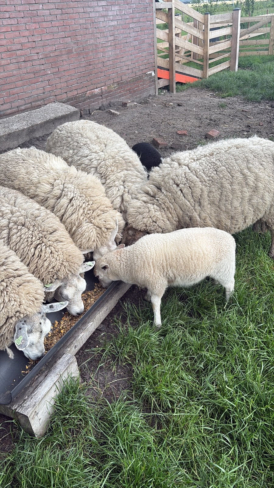 Gezocht grasland weideland, Dieren en Toebehoren, Meerdere dieren, Schaap