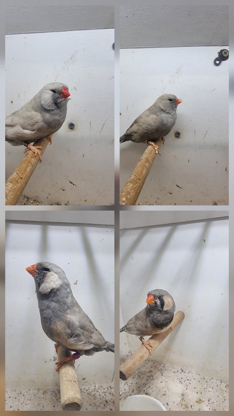 Te koop charcoal pastel, Dieren en Toebehoren, Meerdere dieren