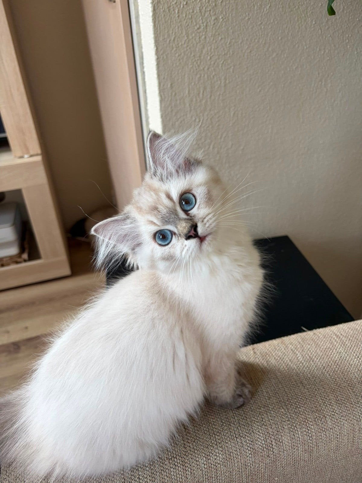 Britse langhaar kittens, Dieren en Toebehoren, Katten en Kittens | Overige Katten, Meerdere dieren, Langharig