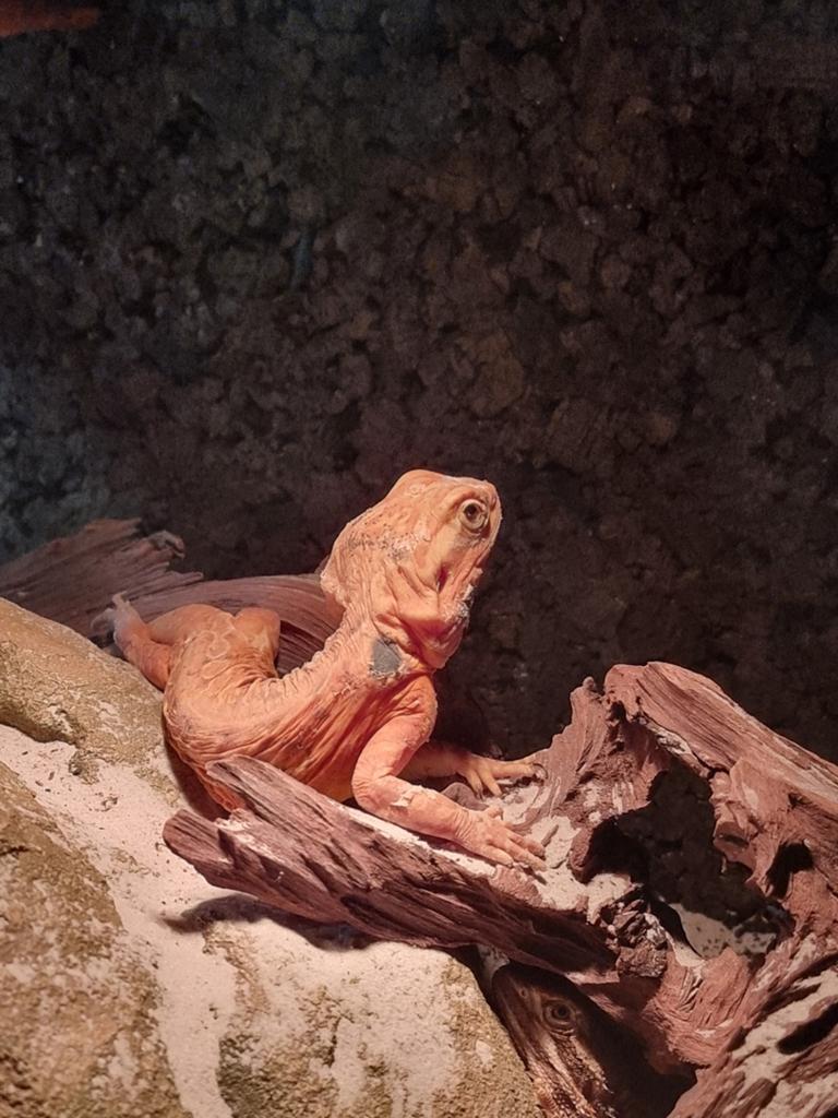 Dwergbaardagamen 3st. M/V, Dieren en Toebehoren, Reptielen en Amfibieën, Overige soorten, Met terrarium, 0 tot 2 jaar