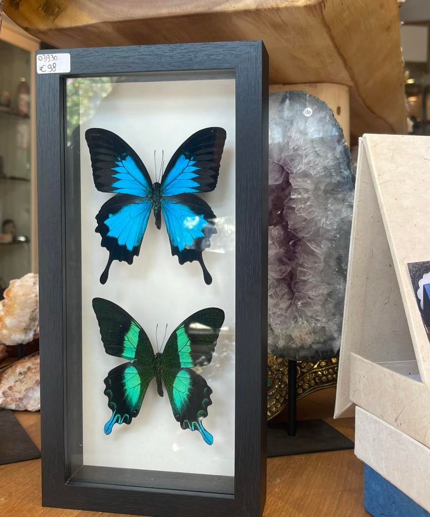 Papilio blumei & Ulysses vlinder in lijst, Ophalen, Nieuw, Opgezet dier