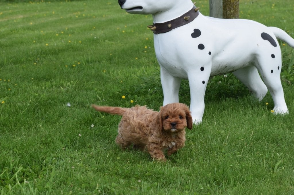 Cavapoo pups nieuw nestje, 15 weken tot 1 jaar, Buitenland, Parvo, Meerdere