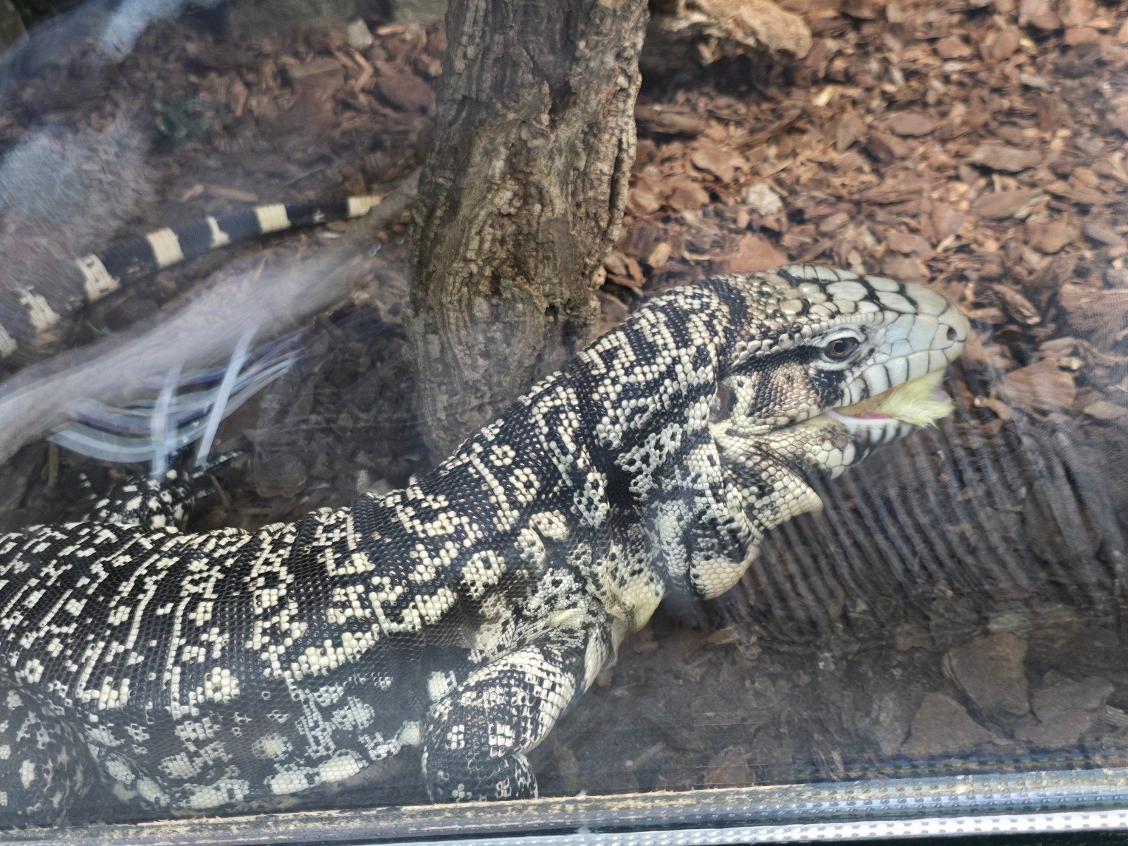 Argentijnse teju (Salvator merianae) – 1.0 man – 3 jaar

Moo Tegu photo 2
