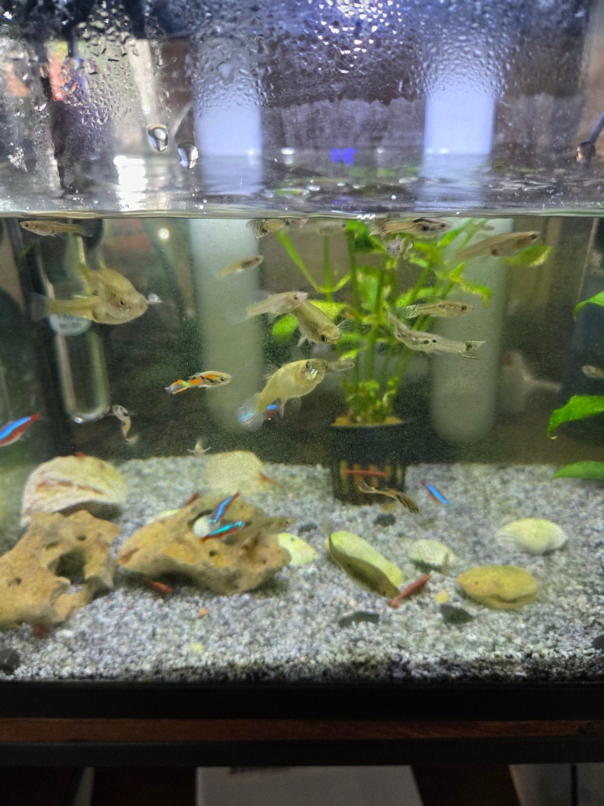 Baby guppy's, Dieren en Toebehoren, Vis
