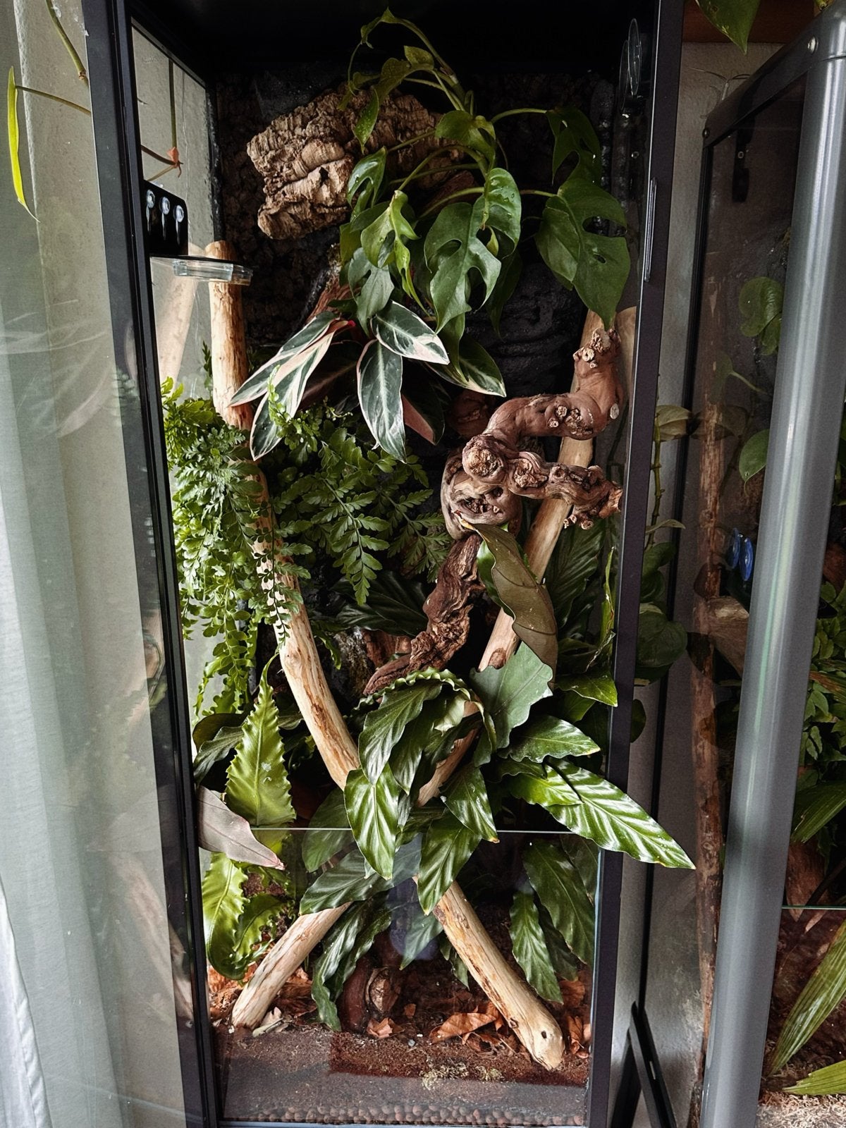 Mooi bio actief terrarium met wimpergekko man, Ophalen, Zo goed als nieuw, Terrarium of Paludarium
