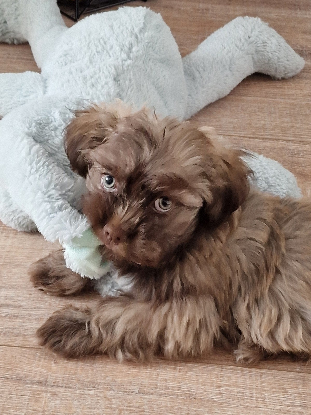 boomer pup reutje  kruizing shizhu maltezer, Dieren en Toebehoren, Reu, 8 tot 15 weken, Eén hond, Klein