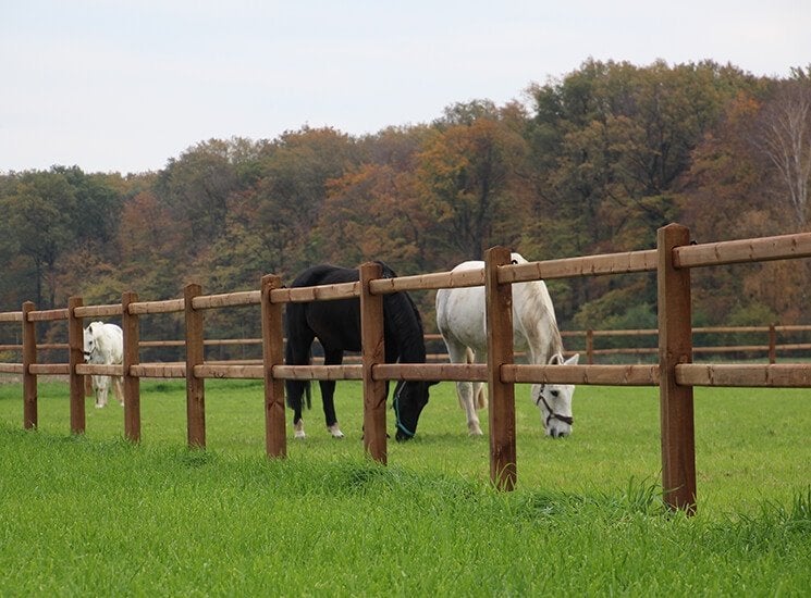 22. Omheining | houten omheining | doorsteek omheining, Weidegang, 4 paarden of pony's of meer