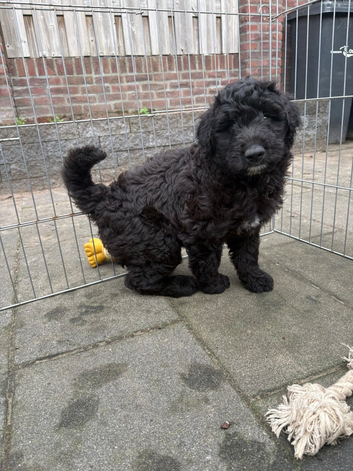 Pup met doodle look (kruising poedel-pomsky) MAG METEEN MEE, 8 tot 15 weken, Parvo, Meerdere, Meerdere dieren