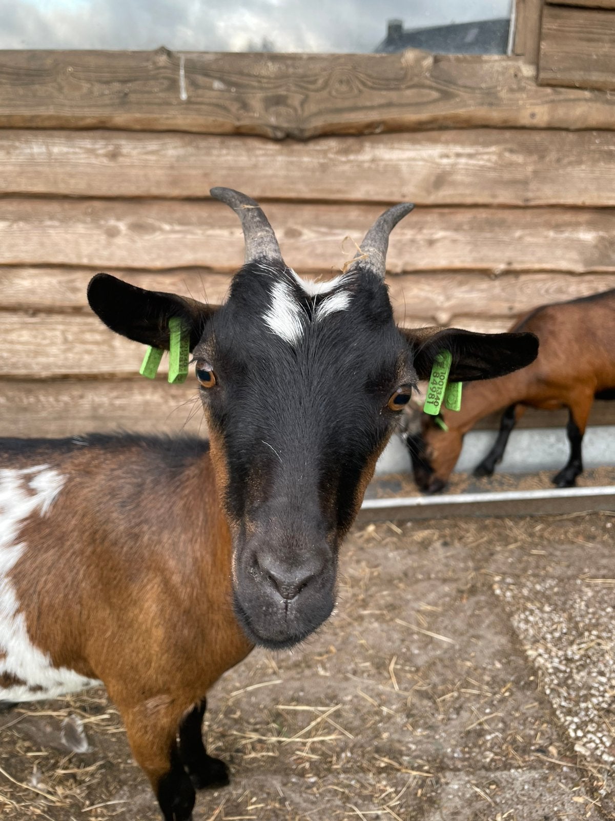 3 dwerggeiten bruin en bont, Dieren en Toebehoren, Schapen, Geiten en Varkens, Vrouwelijk, Geit