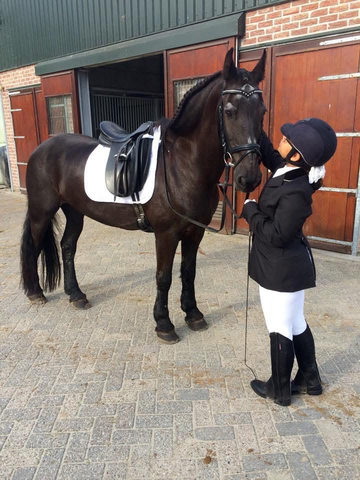 Gezocht: Paard om 1x per week / 2 weken op te lessen, Dieren en Toebehoren, Ophalen of Verzenden, Zo goed als nieuw