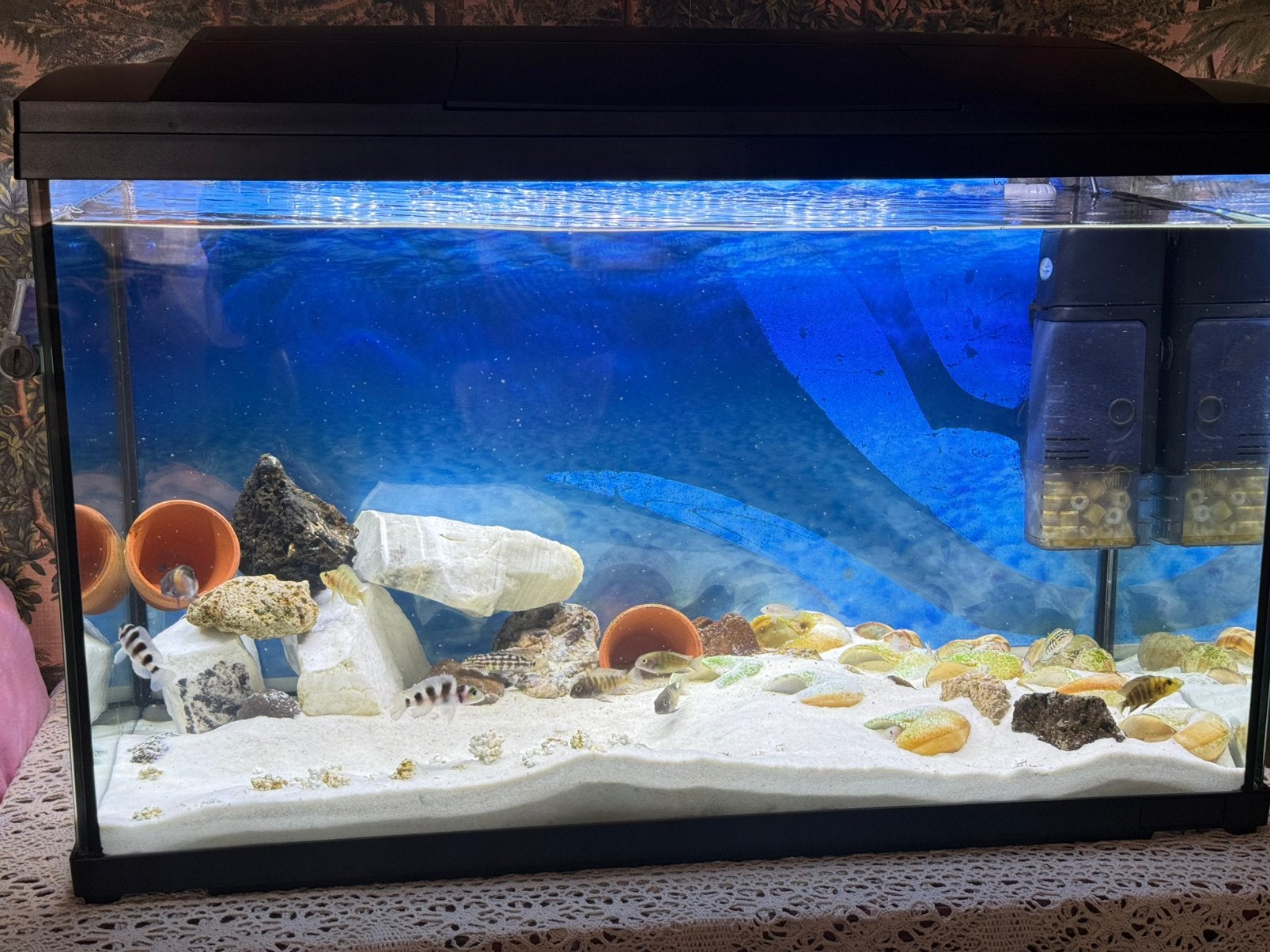 Tanganyika vissen met aquarium, Vis, Zoetwatervis, Schoolvis