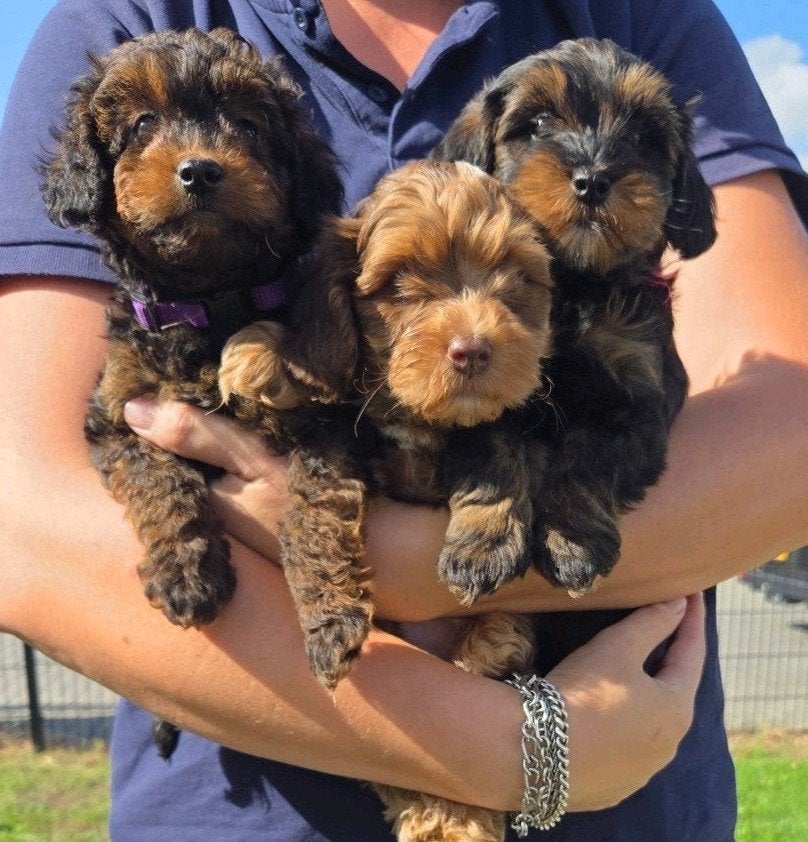 Maltipoo pups nog 1 reutje, 8 tot 15 weken, Meerdere dieren, Eén hond, Nederland