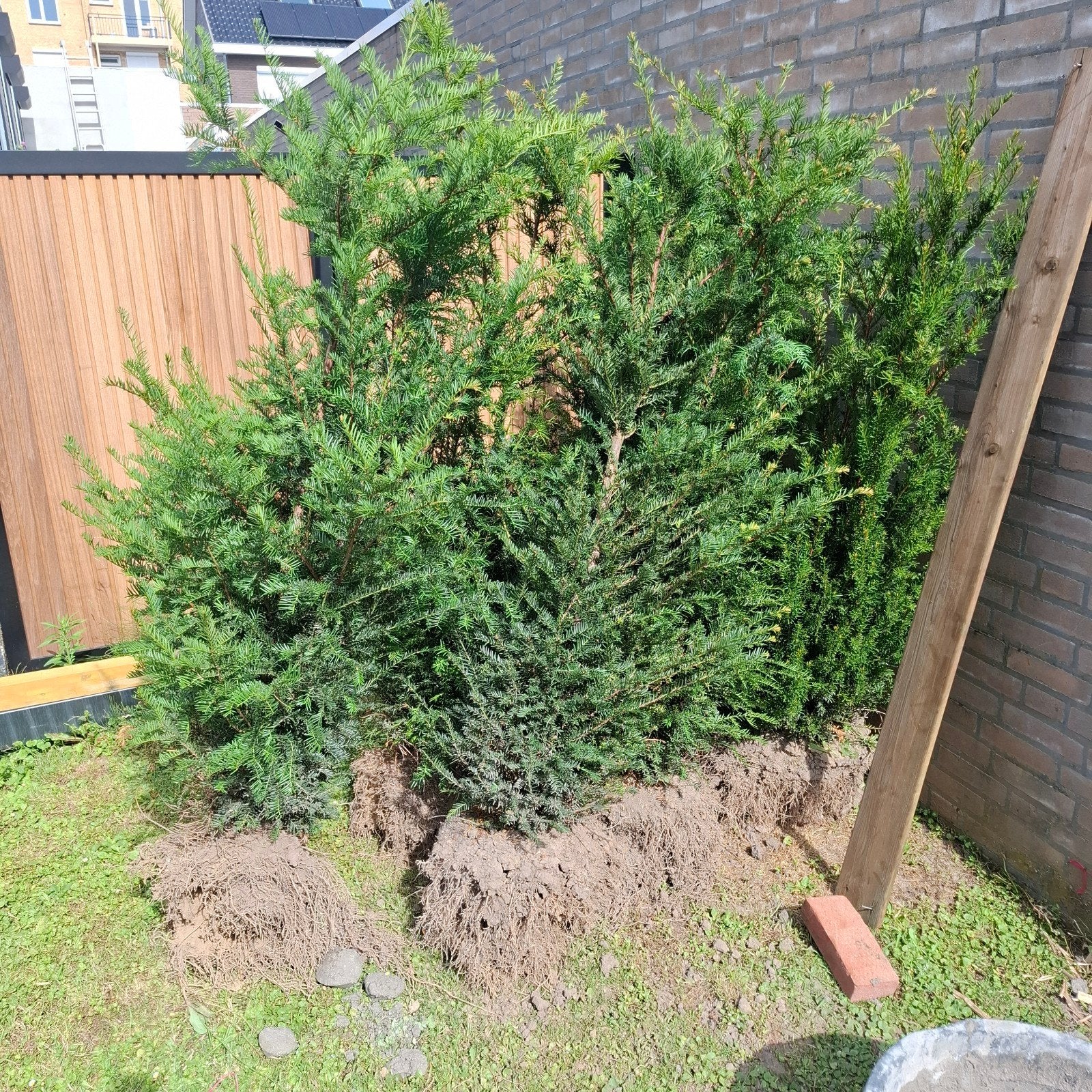 Taxus 7 stuks, Ophalen, Taxus, Haag, 100 tot 250 cm