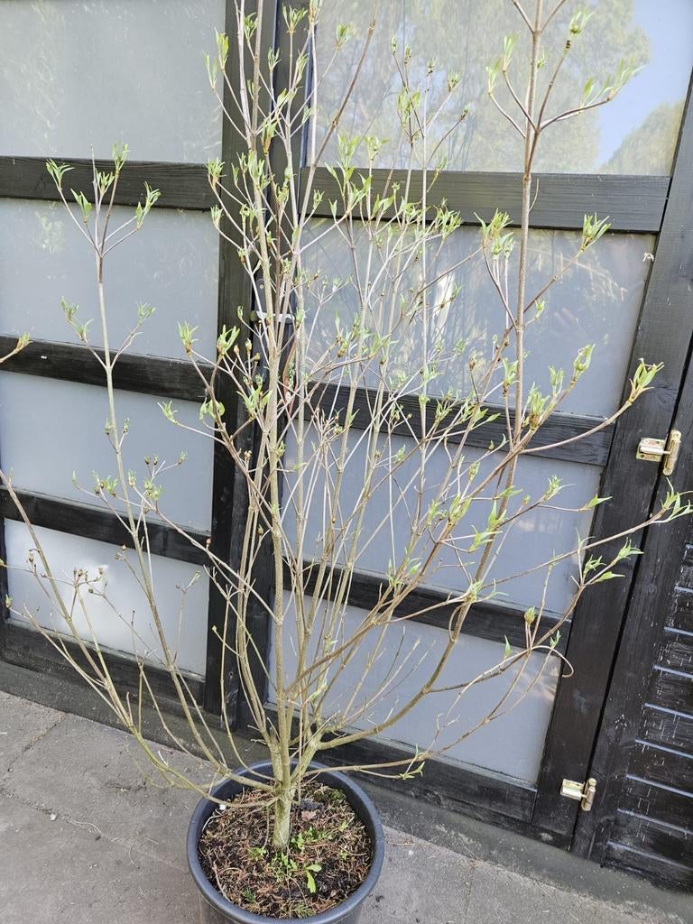Cornus Kousa Milky Way 140-160, Tuin en Terras, Planten | Struiken en Hagen, Ophalen, Overige soorten, Struik, 100 tot 250 cm