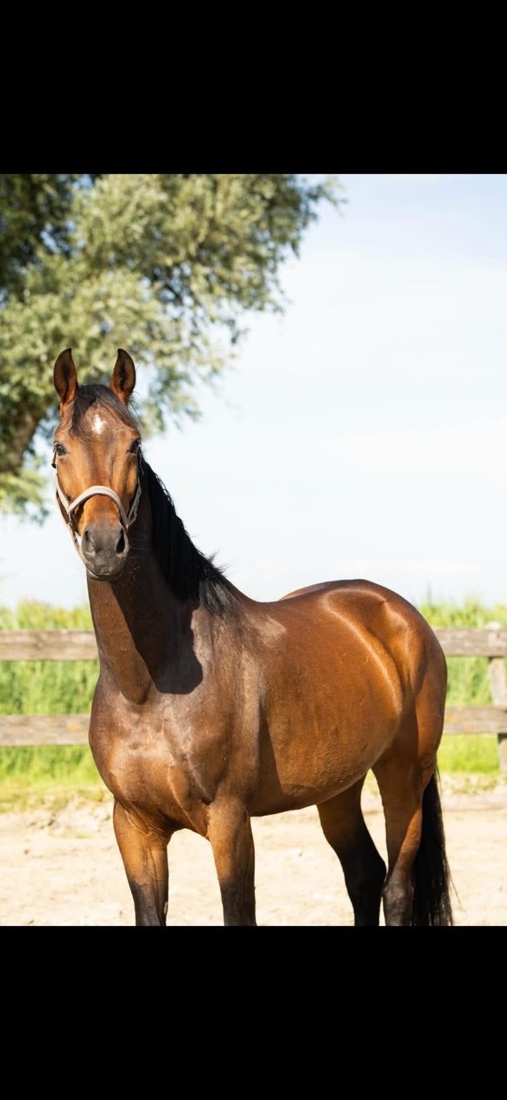 Kwpn Paard merrie met stamboom