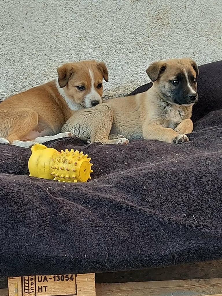 2 lieve puppen van 4 maandjes jong zoeken lieve families, Dieren en Toebehoren, Particulier, 15 weken tot 1 jaar, Buitenland, Teef