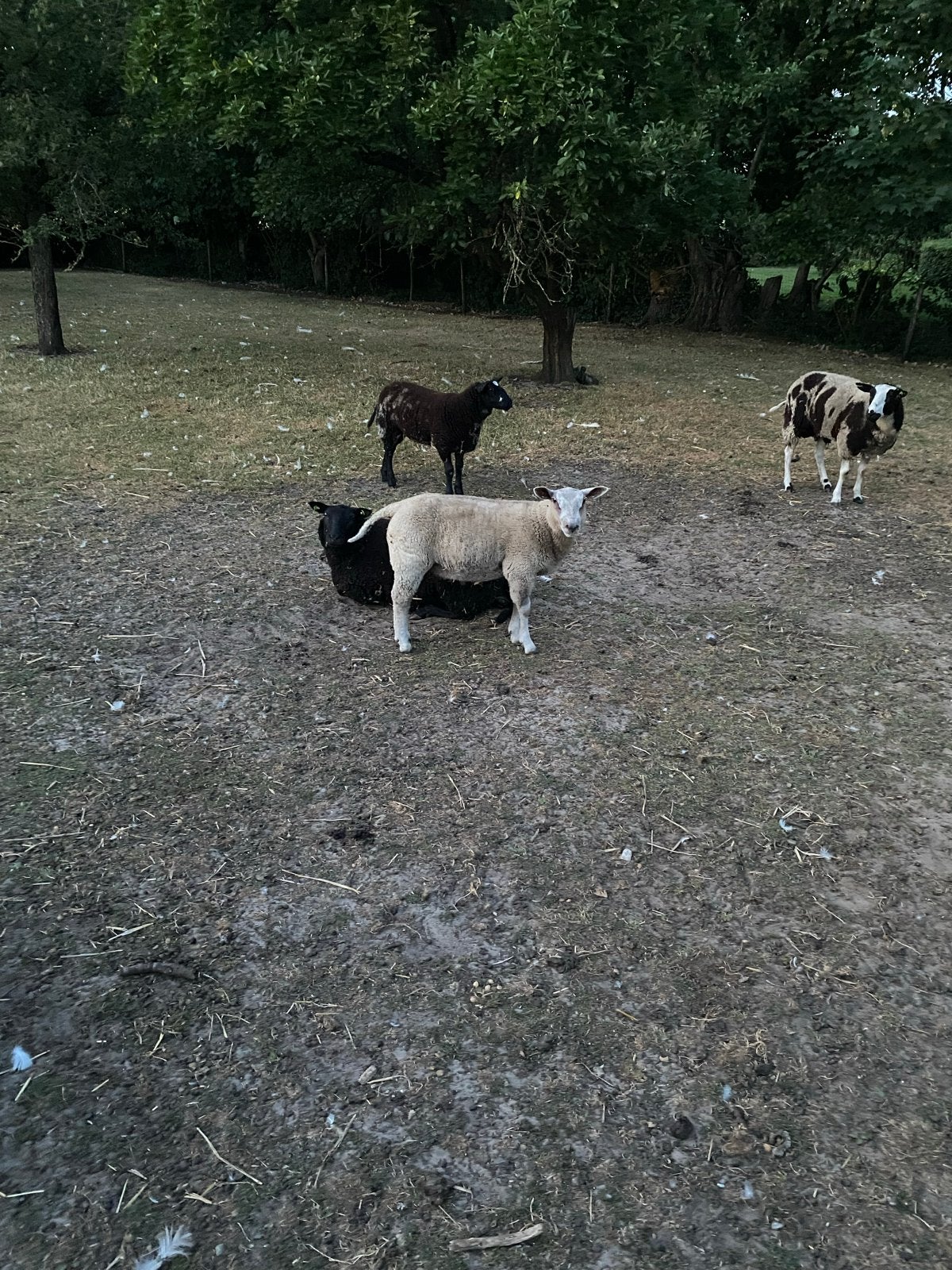 Dekram texelaar, Mannelijk, Schaap
