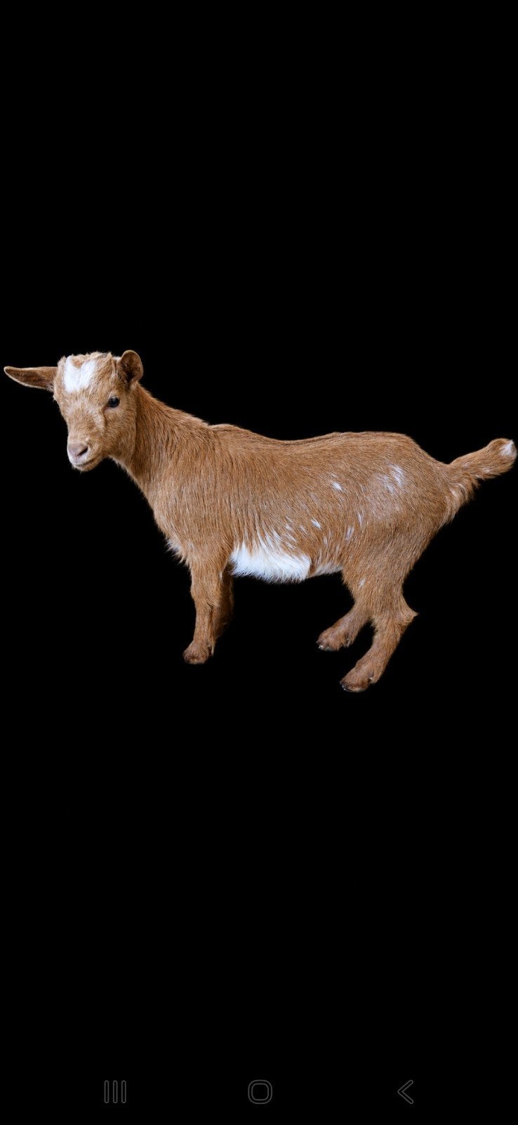 2 mooie camel Hermelijn en Bonte geitjes te koop, Dieren en Toebehoren, Schapen, Geiten en Varkens, Vrouwelijk, Geit, 0 tot 2 jaar