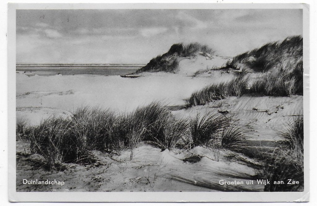 Wijk aan Zee Duinlandschap Ansichtkaart uit 1951 (B6590 ), Ophalen of Verzenden, 1940 tot 1960, Gelopen, Noord-Holland
