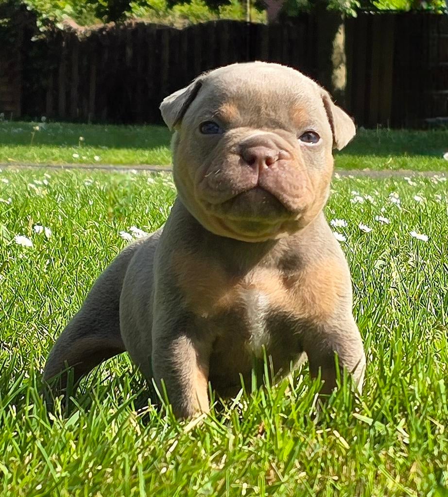 Old English Bulldog pups uit geteste ouders, Dieren en Toebehoren, Parvo, 8 tot 15 weken, Bulldog, Meerdere