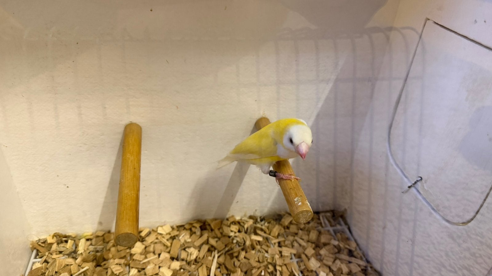 Gele Gouldamadine pop ‘25, Vrouwelijk, Tropenvogel, Geringd