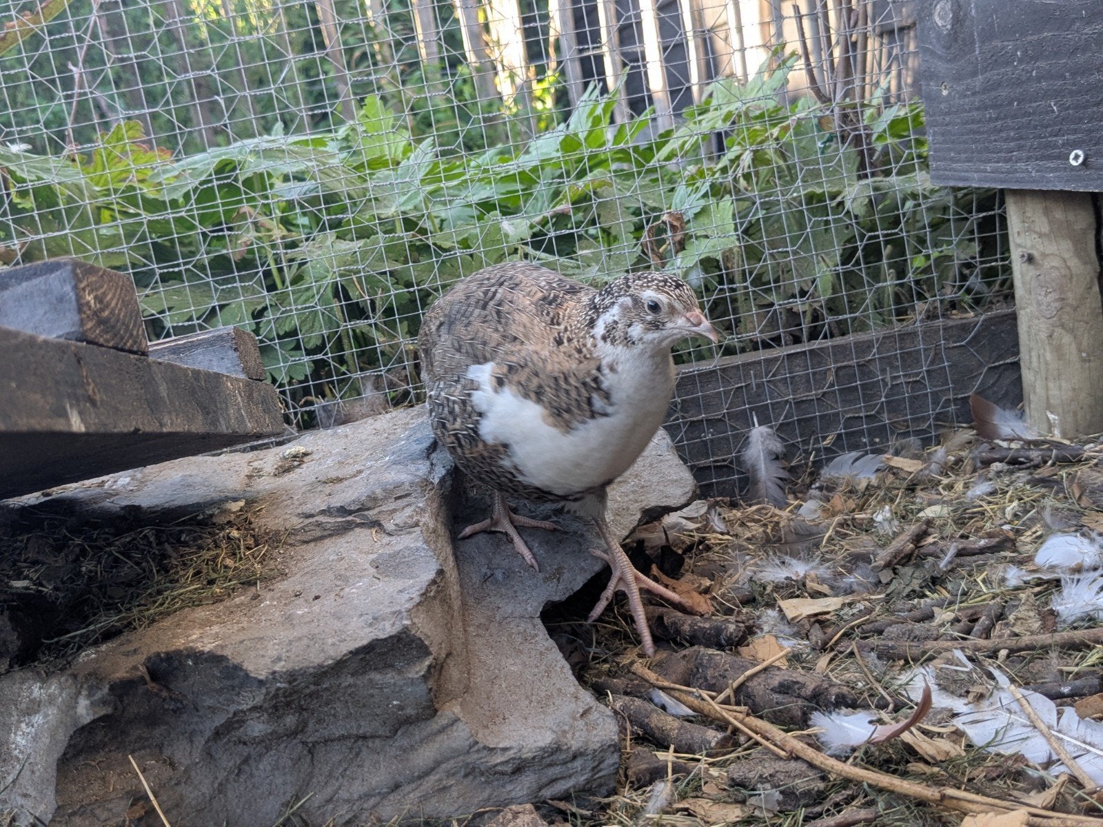 broedeitjes kwartel Celadon, Dieren en Toebehoren, Meerdere dieren
