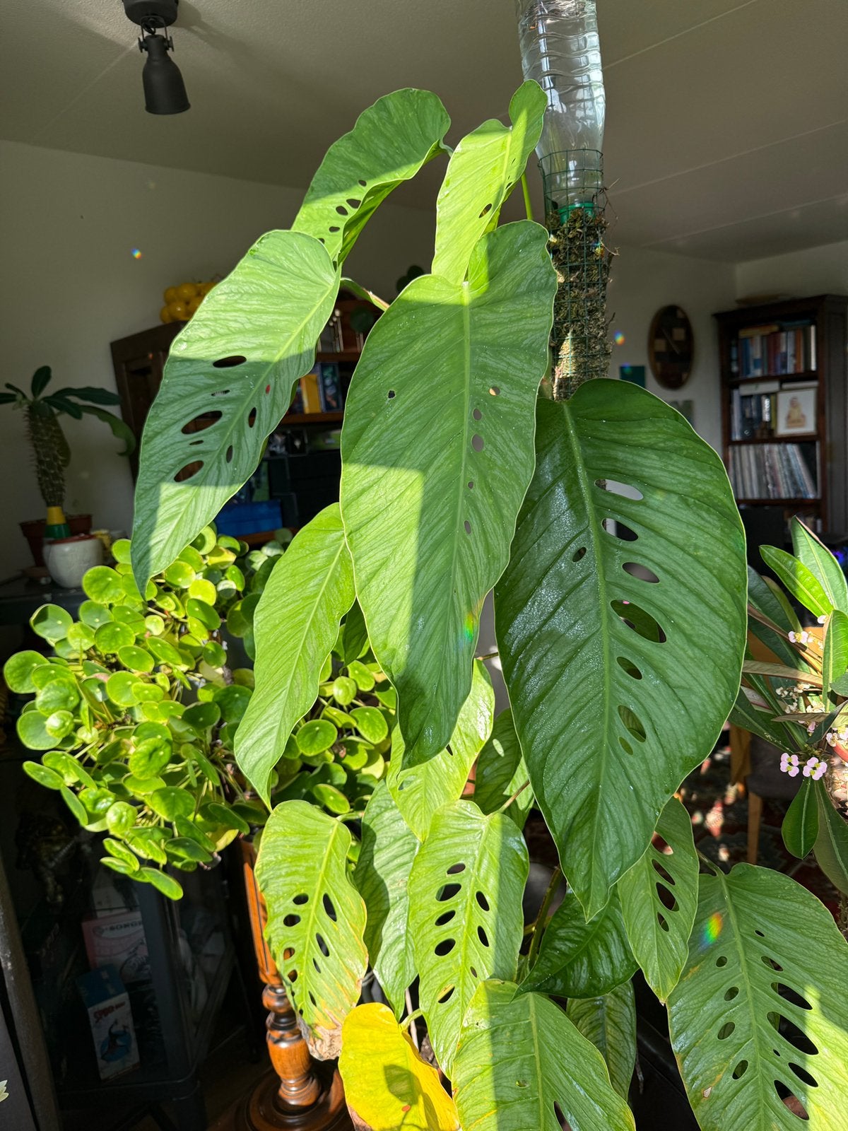 monstera siltepecana el salvador, Tuin en Terras, Ophalen, Volle zon, Overige soorten, Minder dan 100 cm
